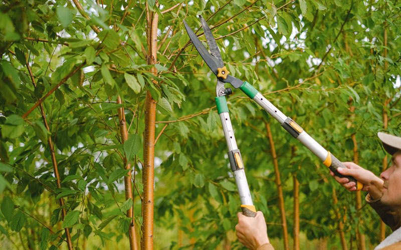 Tree trimming in Fillmore, IN